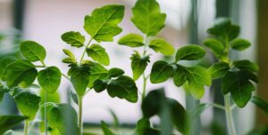 DriehoekResearchSupport plant valorisation