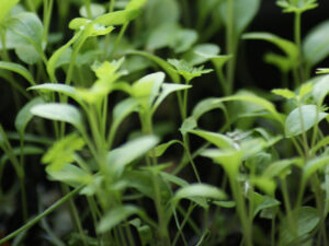 EUplantcropp